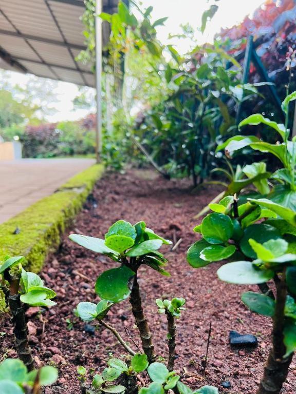 Westernghats Homestay Мадикери Экстерьер фото