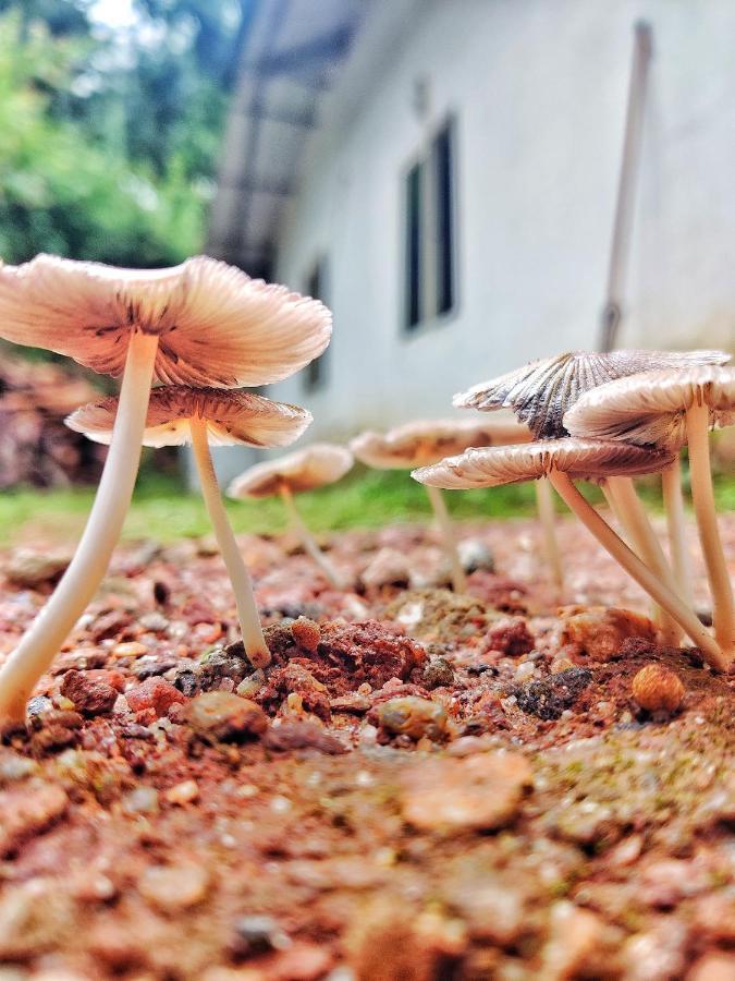 Westernghats Homestay Мадикери Экстерьер фото