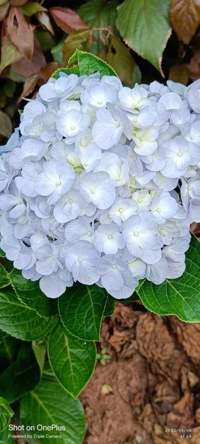 Westernghats Homestay Мадикери Экстерьер фото